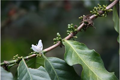Picture Of Coffee Flower