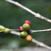 Picture Of Coffee Seed