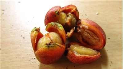 Picture Of Fresh Coffee Beans