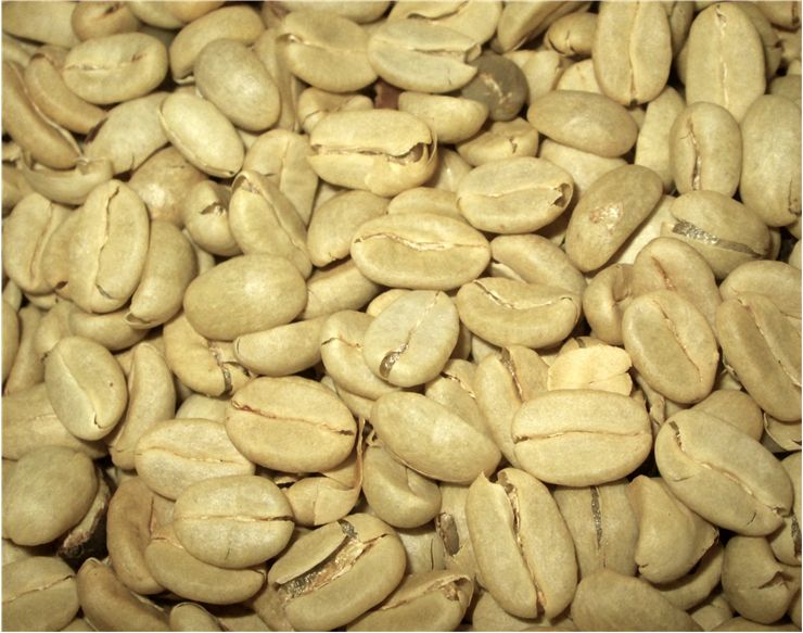 Picture Of Green Coffee Beans