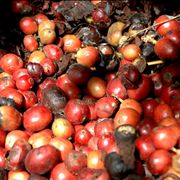 Picture Of Kopi Luwak Or Civet Coffee